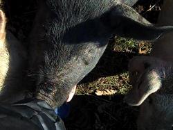 Borden - Pig nibbling my coat from cornman farms